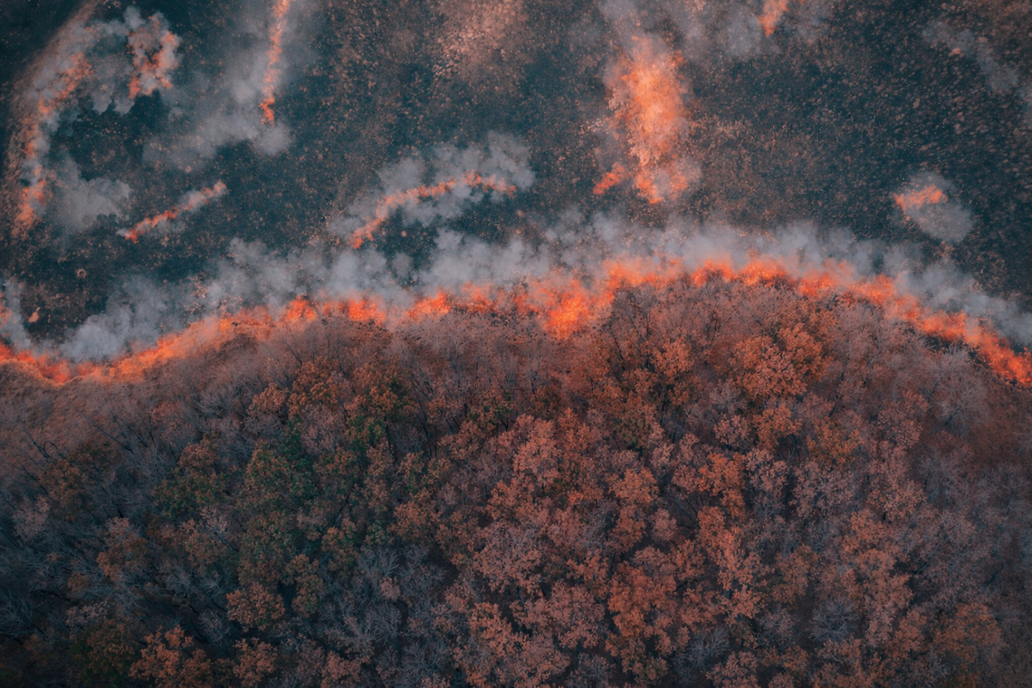 Quiet Growth After Fire