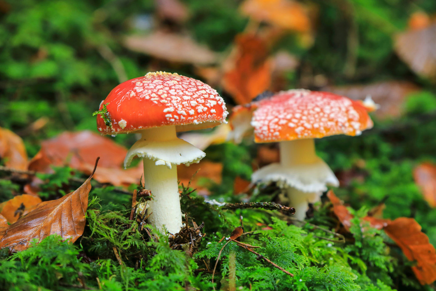 Autumn in Victoria: Mushrooms, Moss, and the Forest’s Return