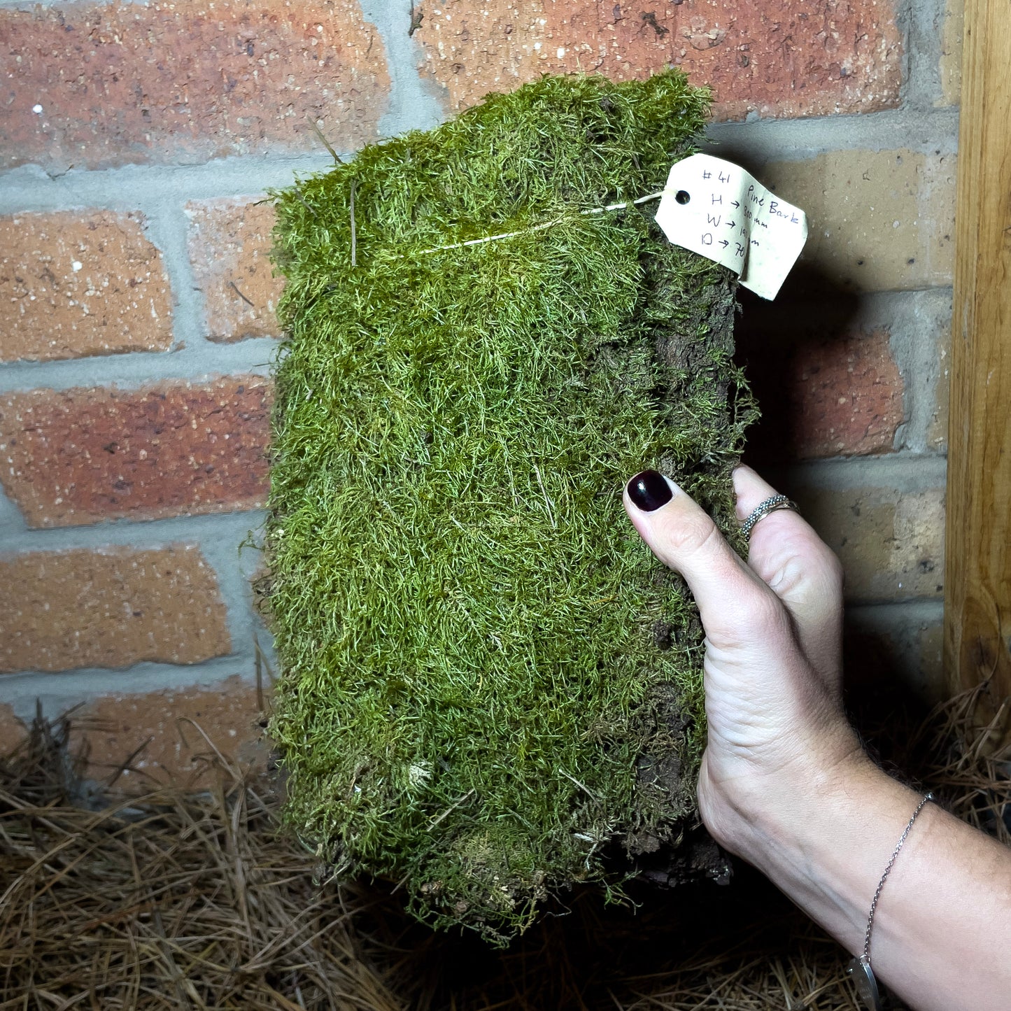 Assorted Unique Moss Pieces