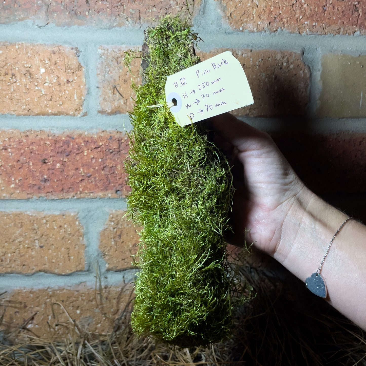 Assorted Unique Moss Pieces
