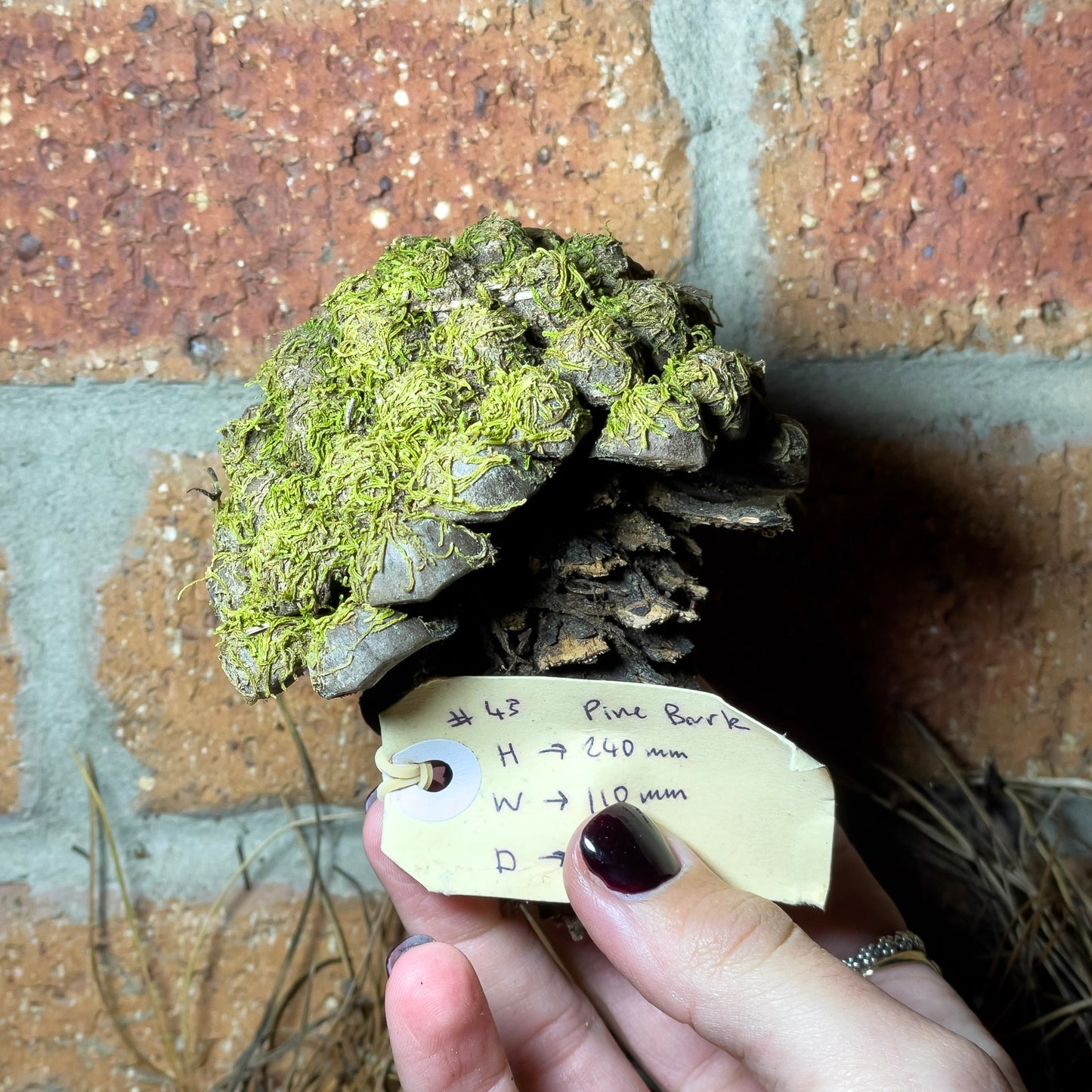 Assorted Unique Moss Pieces