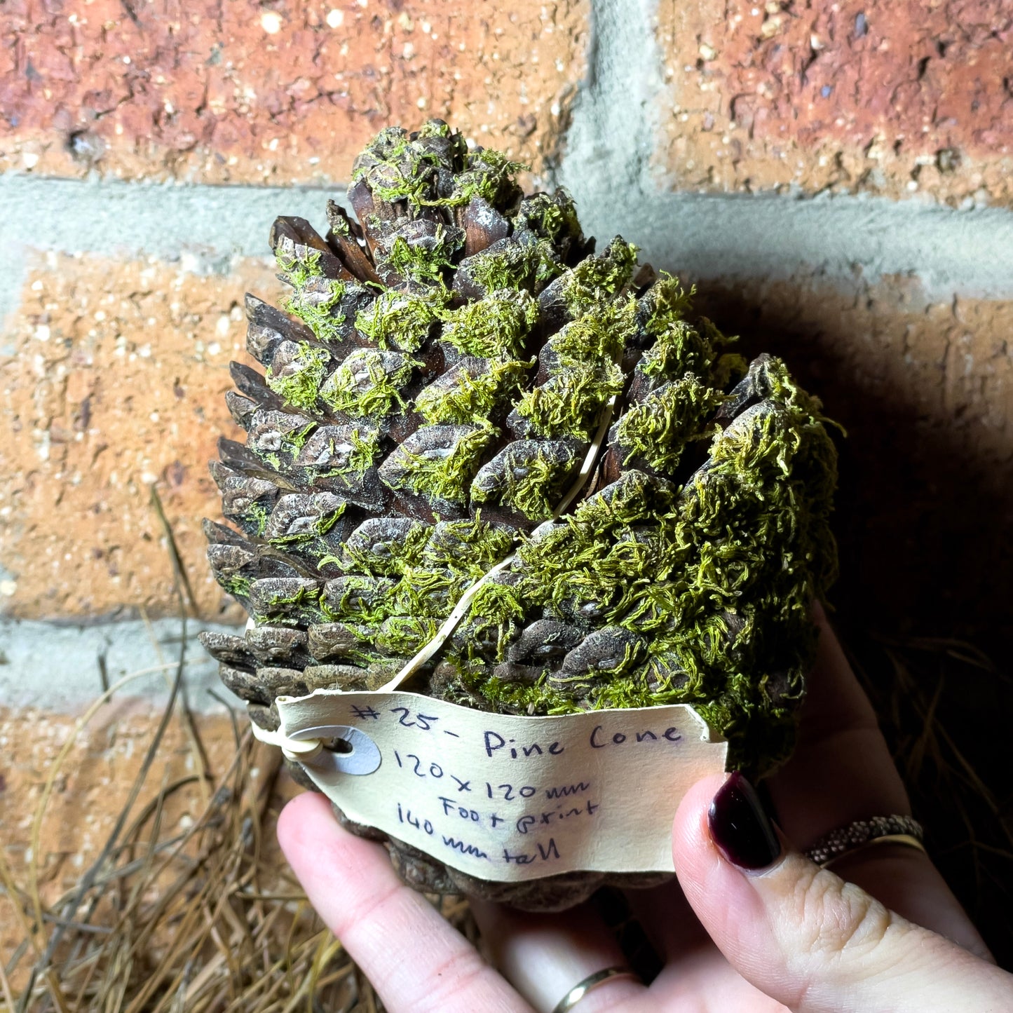 Assorted Unique Moss Pieces