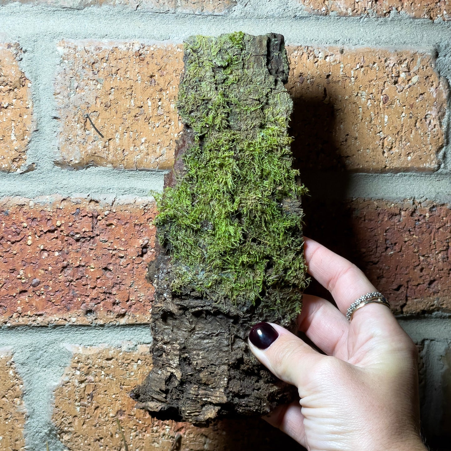 Assorted Unique Moss Pieces