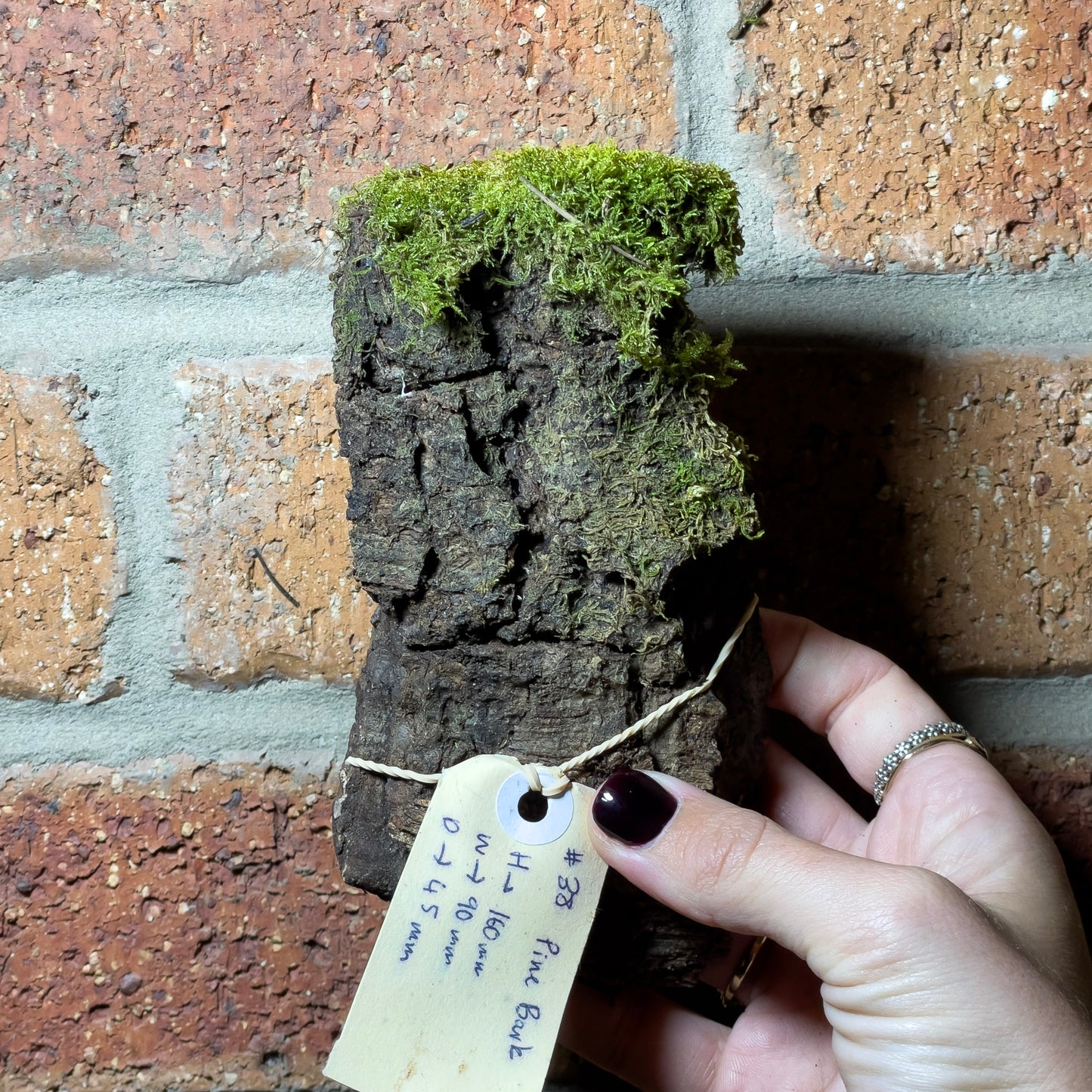 Assorted Unique Moss Pieces