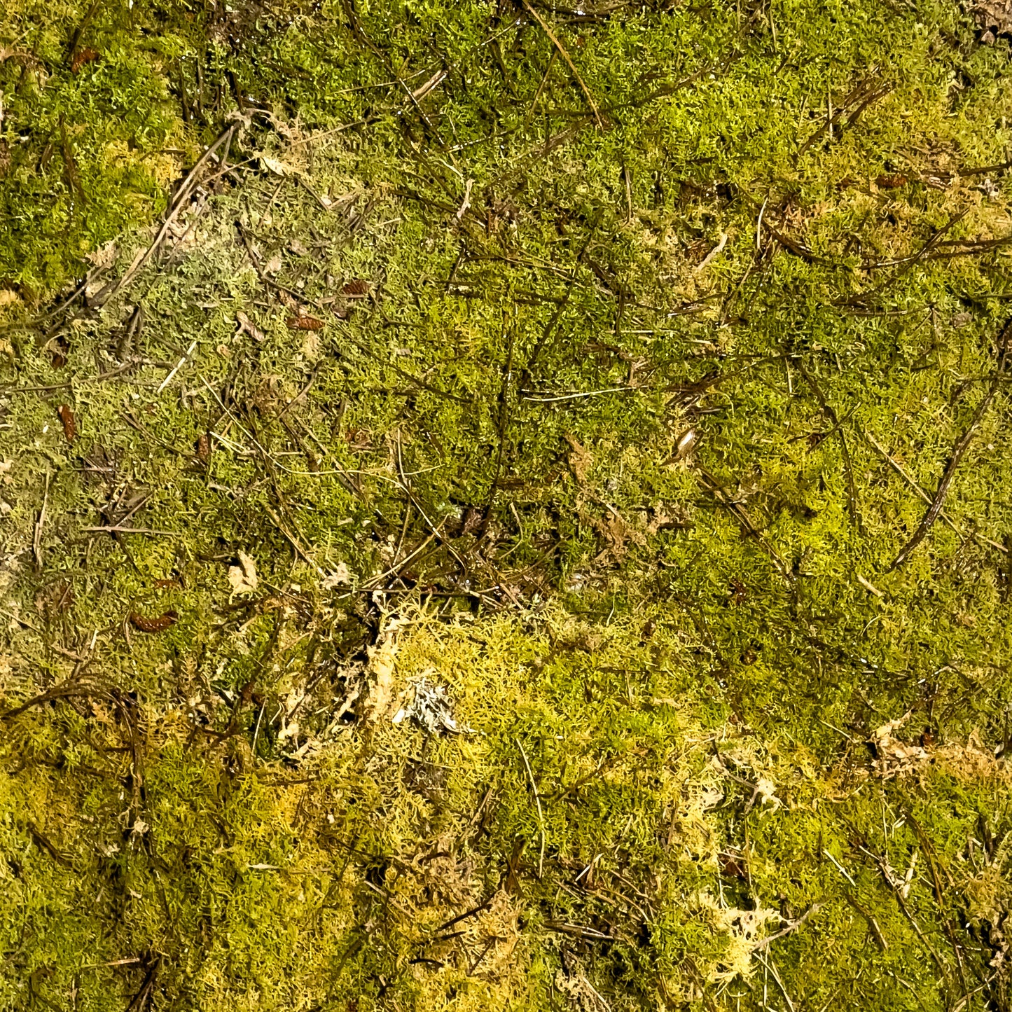 Clearance Live Moss