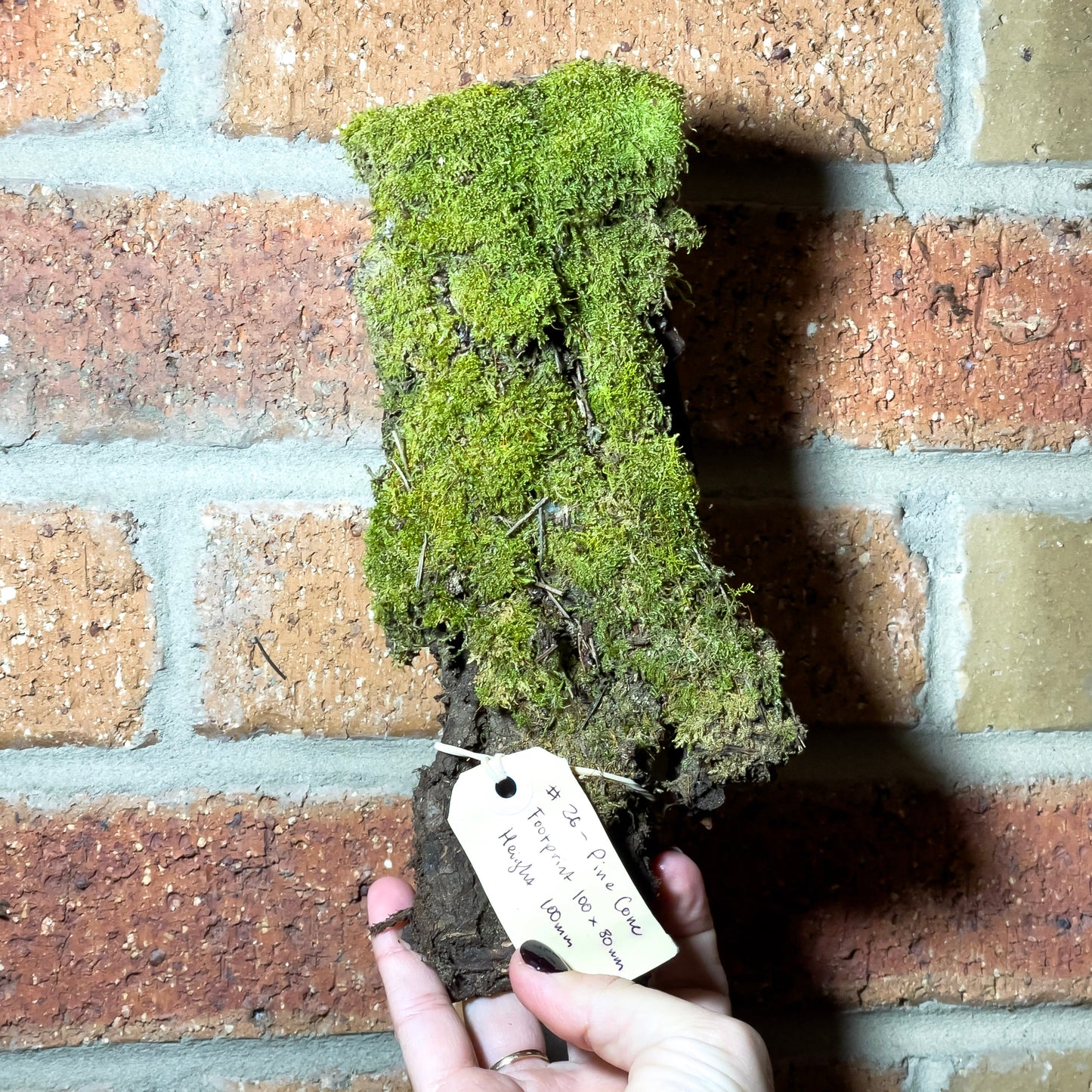 Assorted Unique Moss Pieces