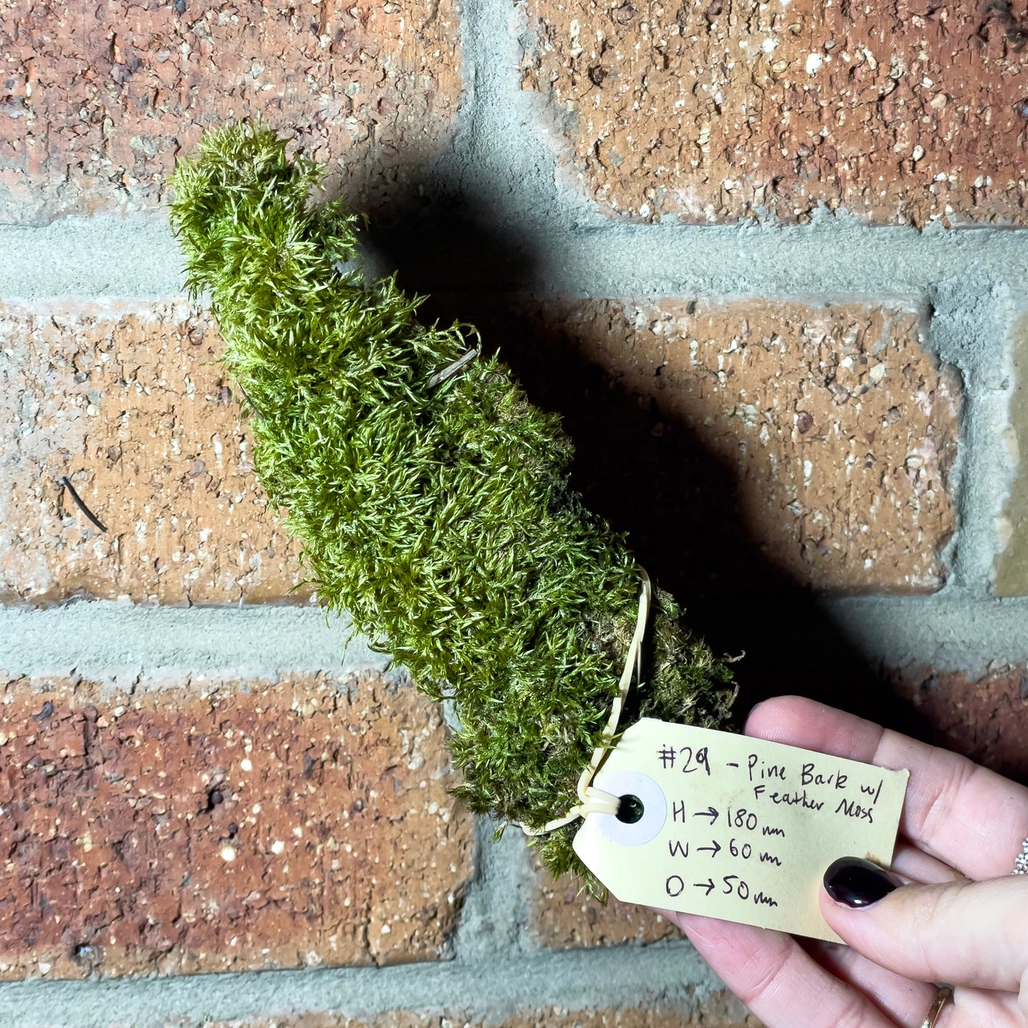 Assorted Unique Moss Pieces