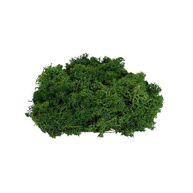 Preserved Reindeer Moss Forest Green