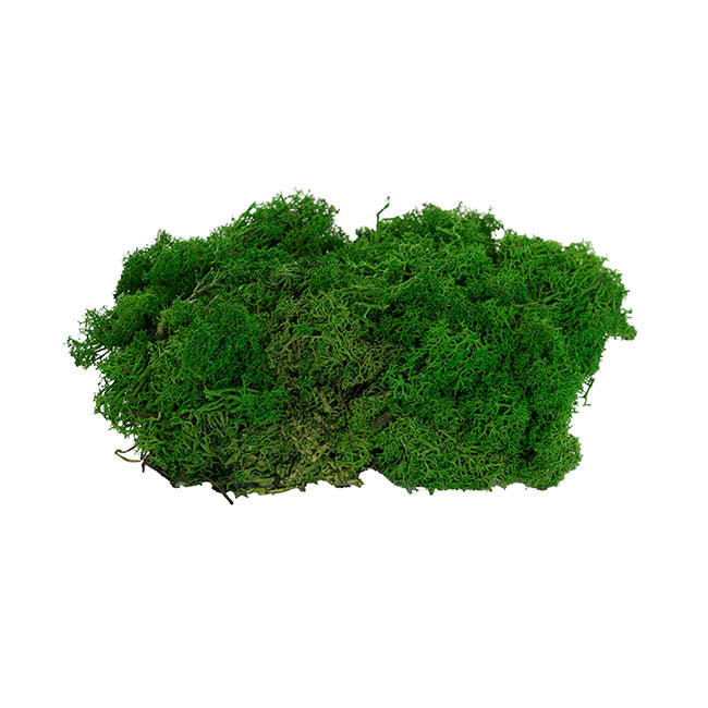 Preserved Reindeer Moss Nature Green