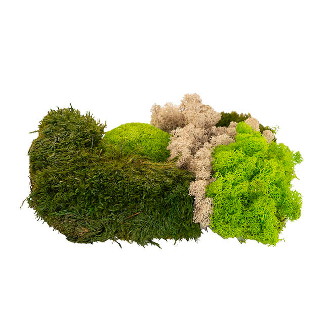 Preserved Forest Mixed Moss Panel