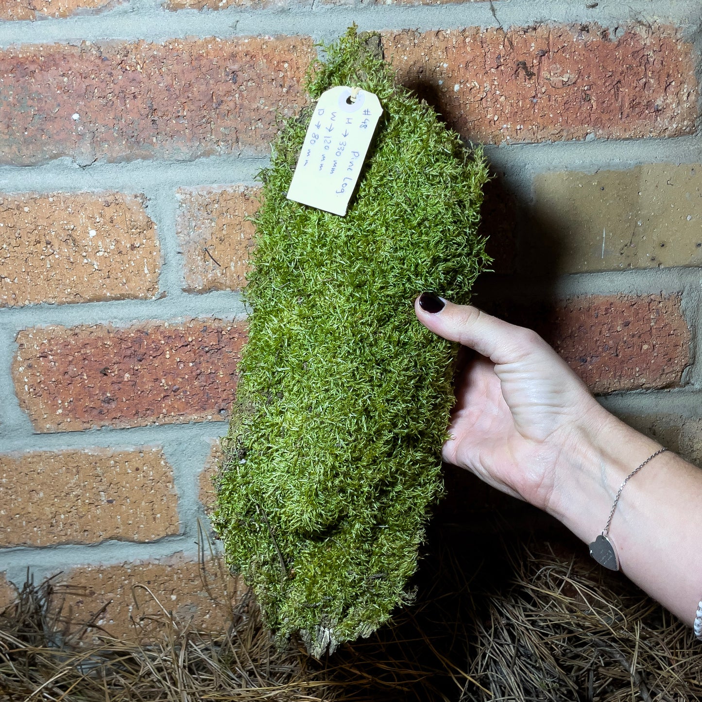 Assorted Unique Moss Pieces
