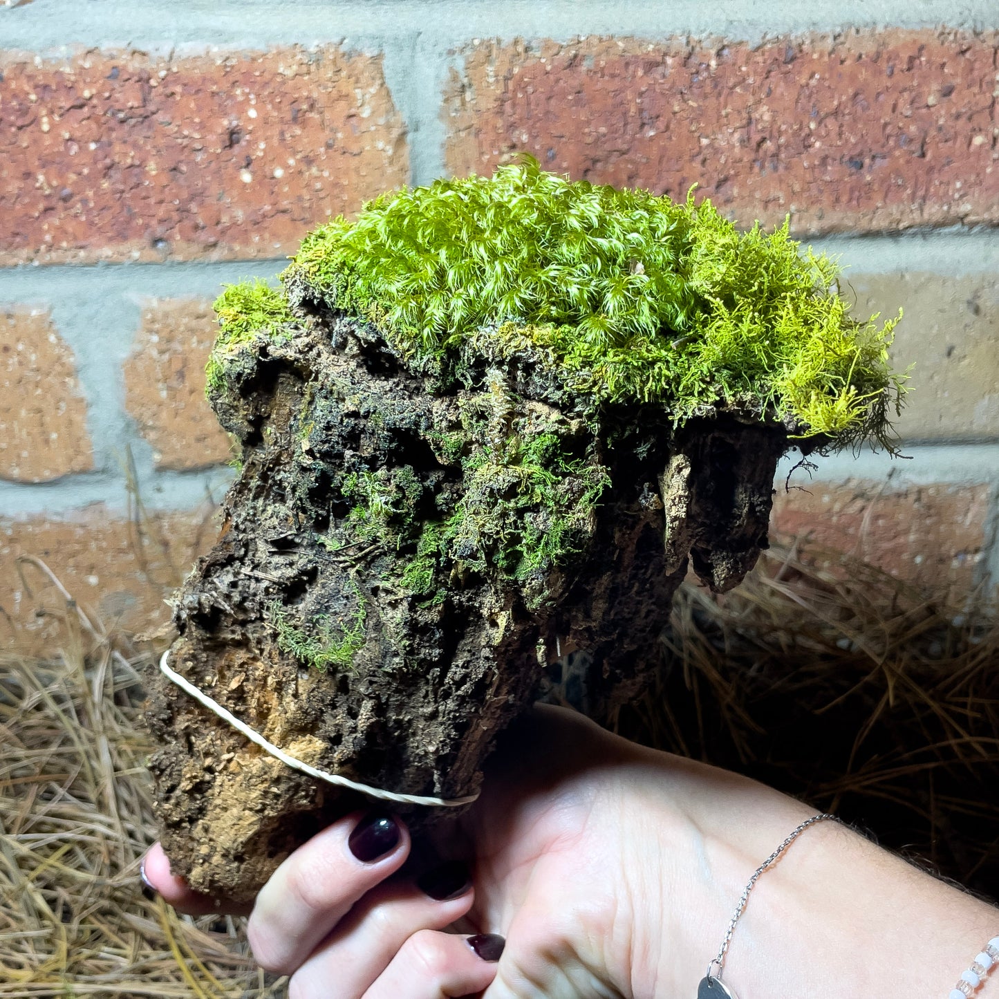 Assorted Unique Moss Pieces