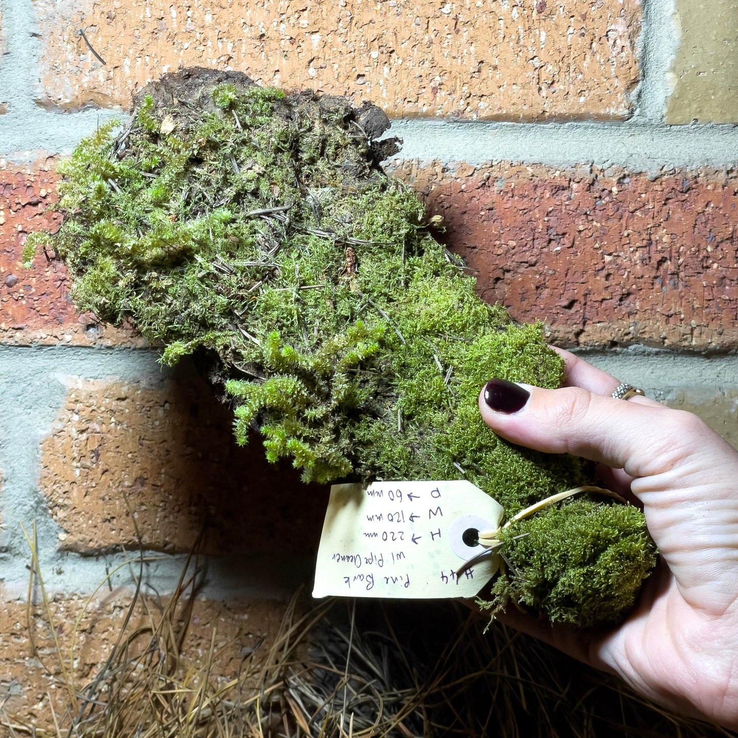 Assorted Unique Moss Pieces