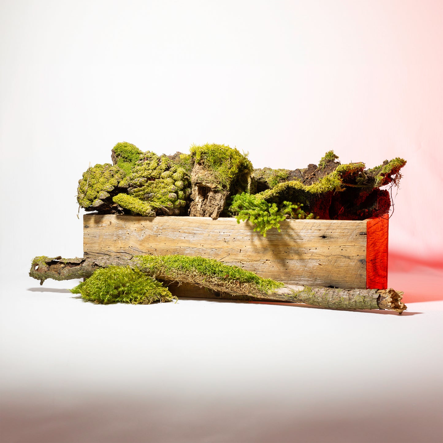 Assorted Unique Moss Pieces