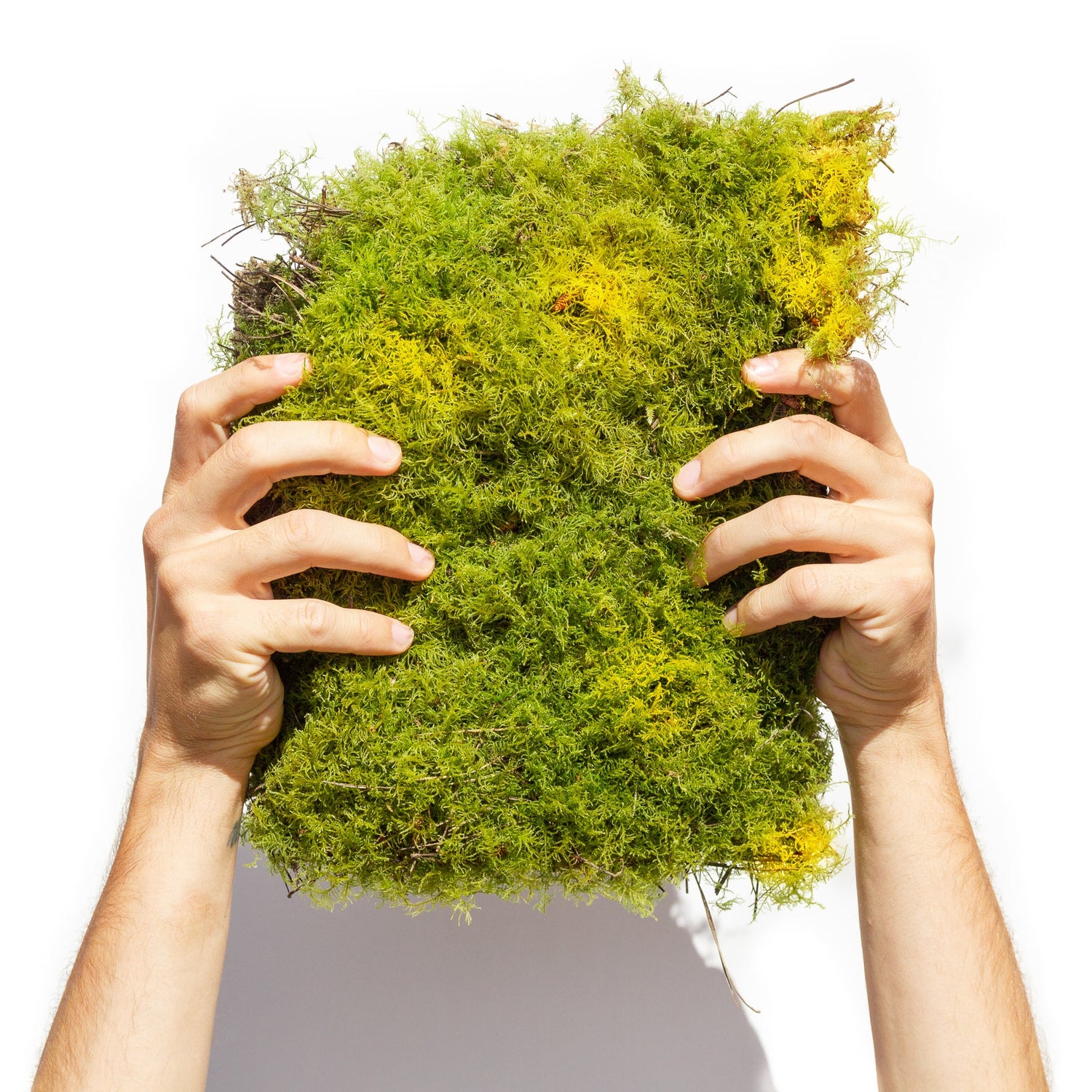 Standard Grade Fern Moss