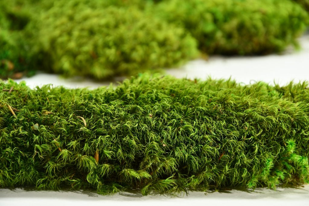 Preserved Hair Moss - 800g