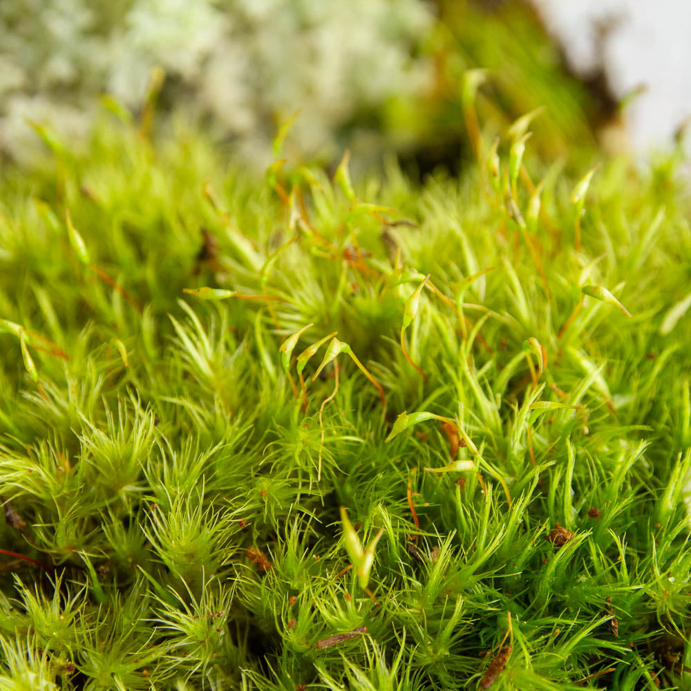 Fork Moss