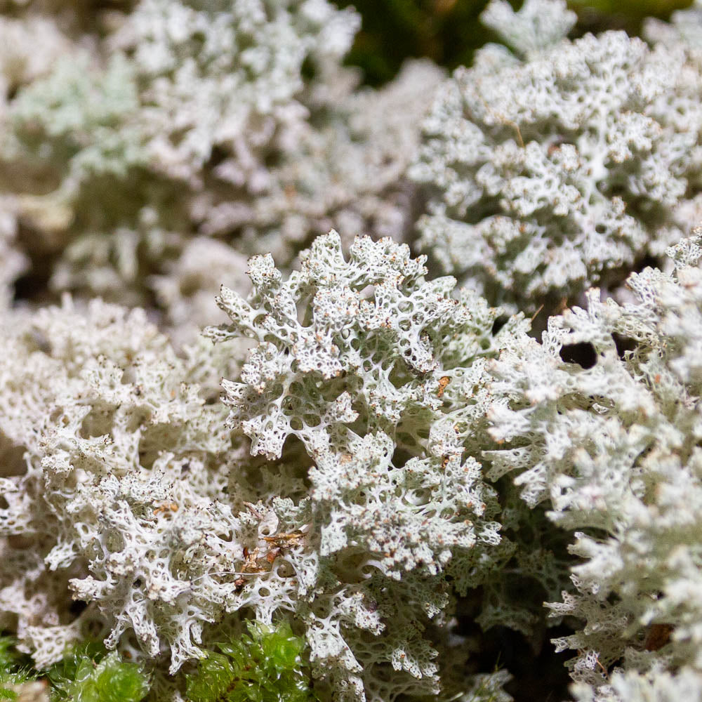 Coral Lichen
