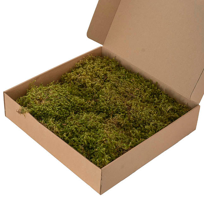 Preserved Star Moss