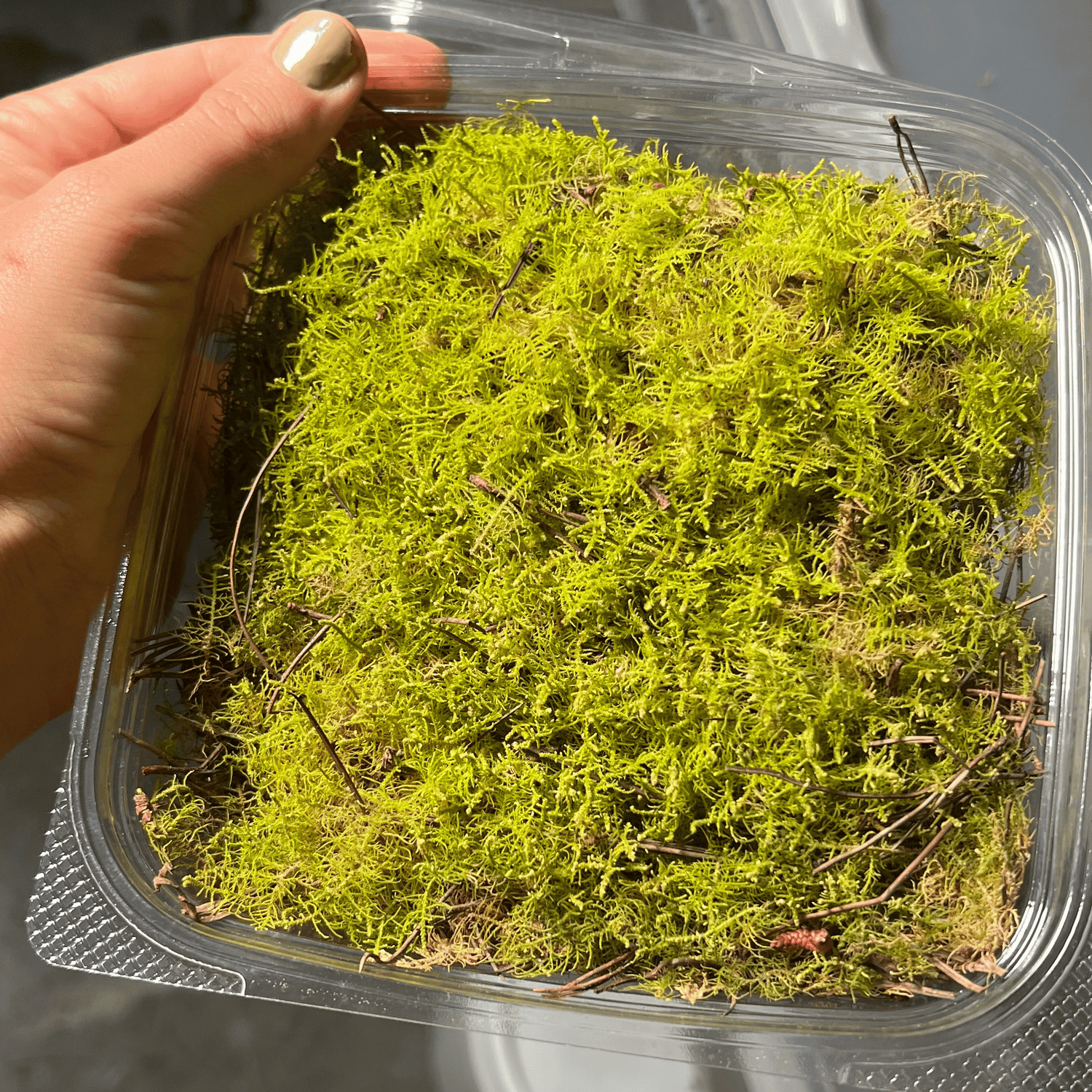 Clearance Live Moss