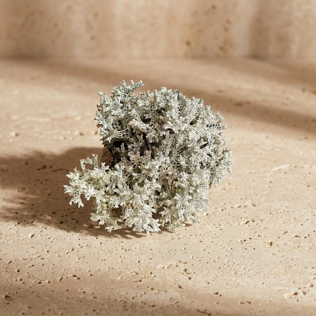 Coral Lichen Mix Pack