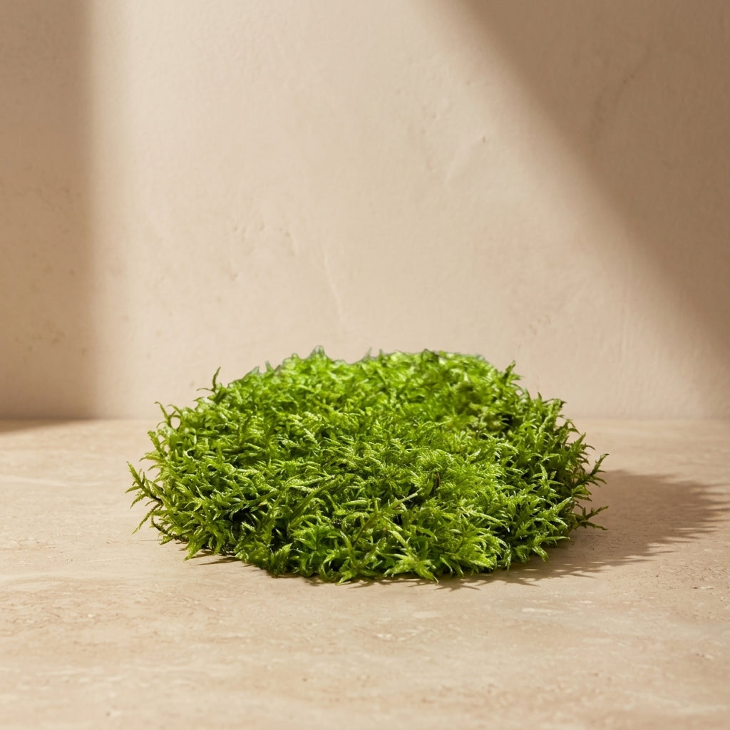 Premium Feather Moss