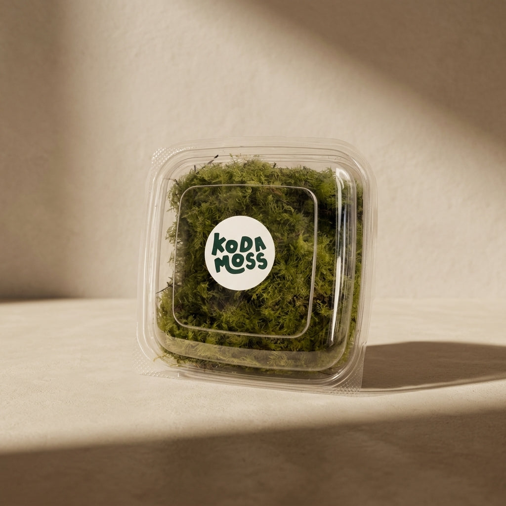 Premium Fern Moss