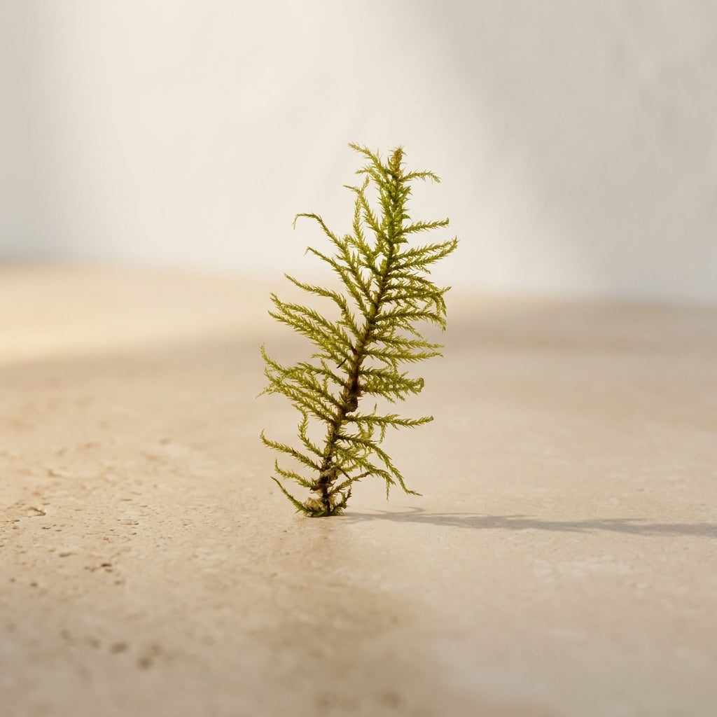 Premium Fern Moss