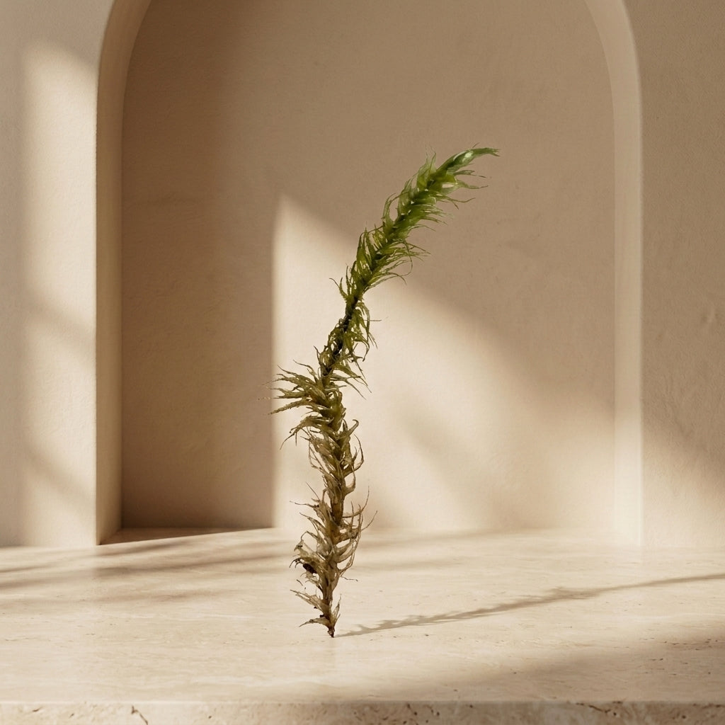 Fork Moss Mix Pack