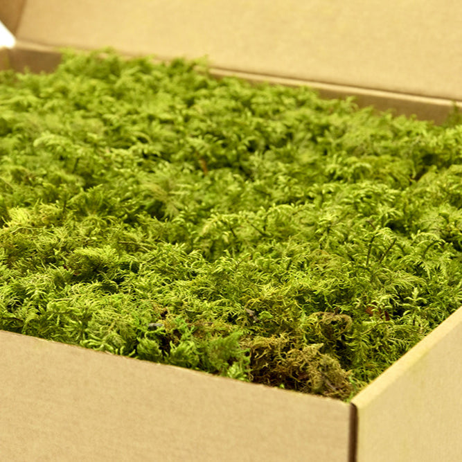 Preserved Fern Moss – 500g Window Box