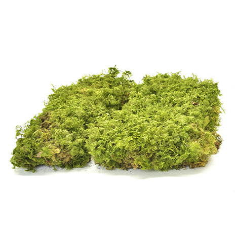 Preserved Fern Moss – 500g Window Box
