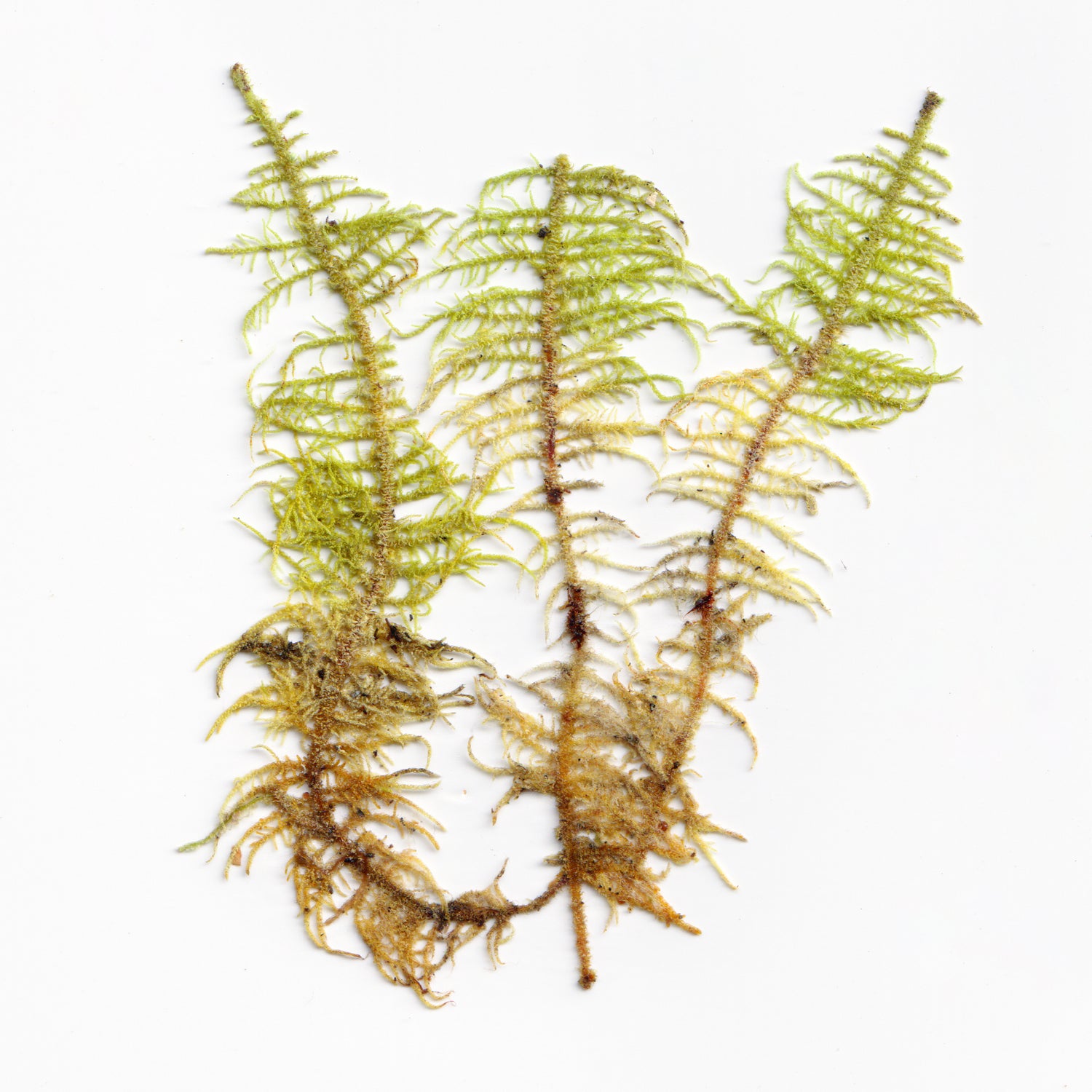 Premium Fern Moss - 15x15cm