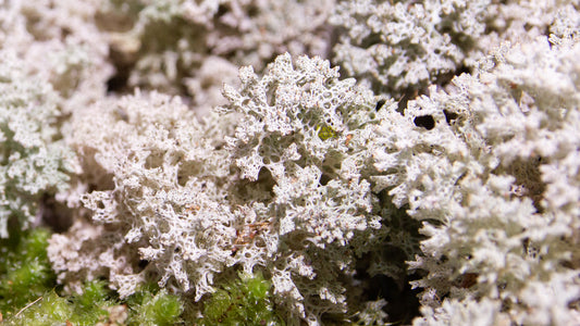 Coral Lichen: Nature's Artistic Gem and Its Versatile Roles in Decor and Beyond