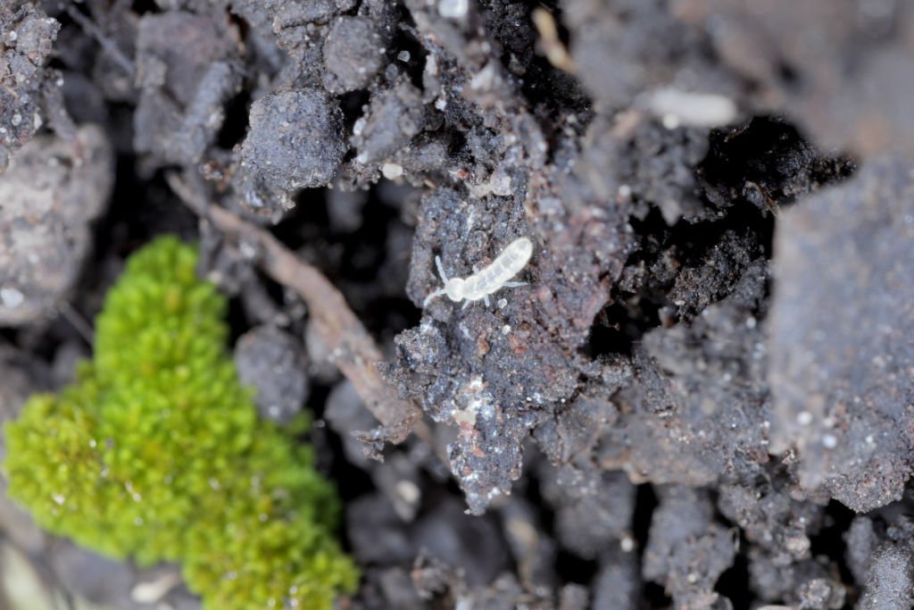 Your Tiny Terrarium Allies