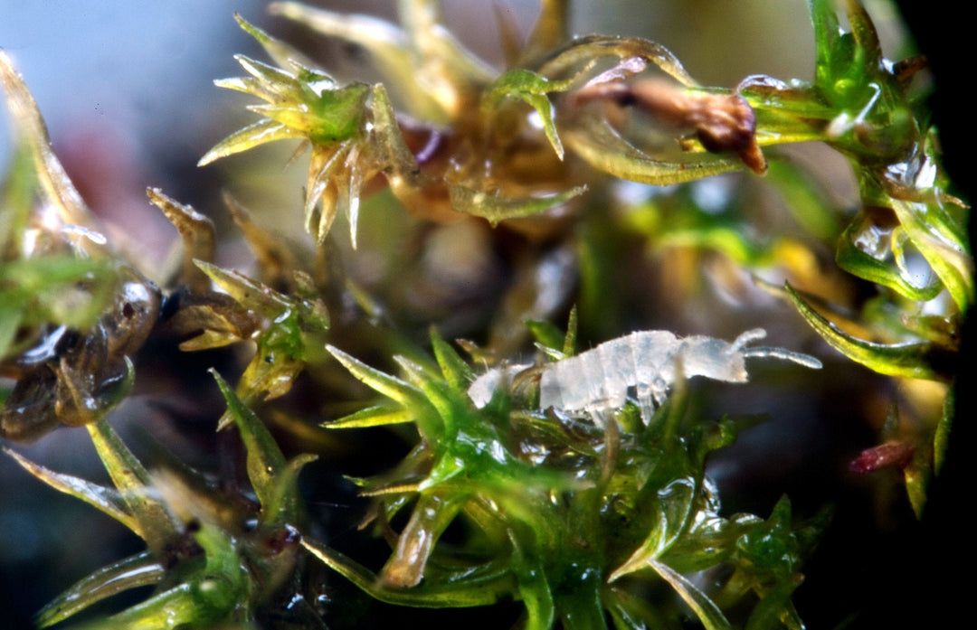 Springtail Dormancy | Koda Moss