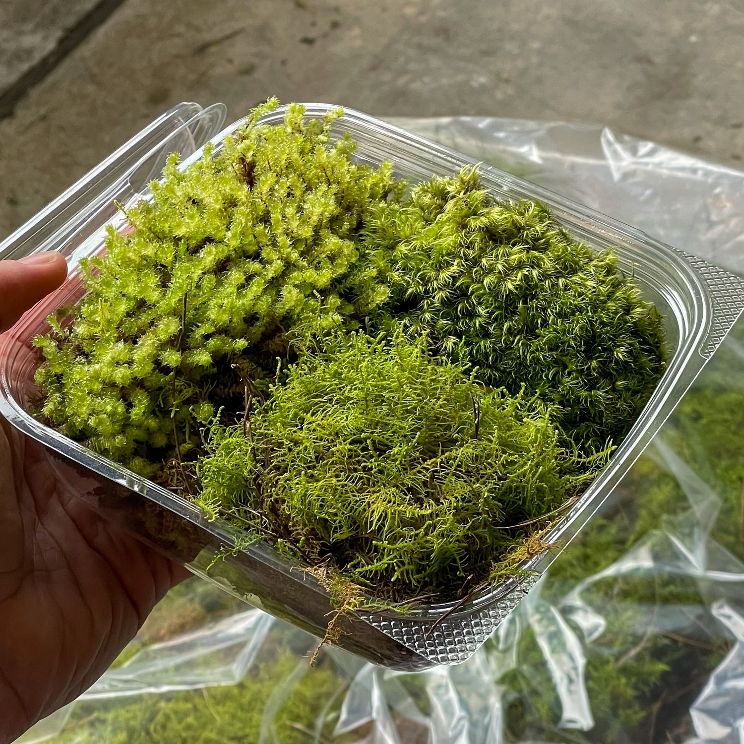 Moss Mix Pack
