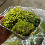 Moss Mix Pack
