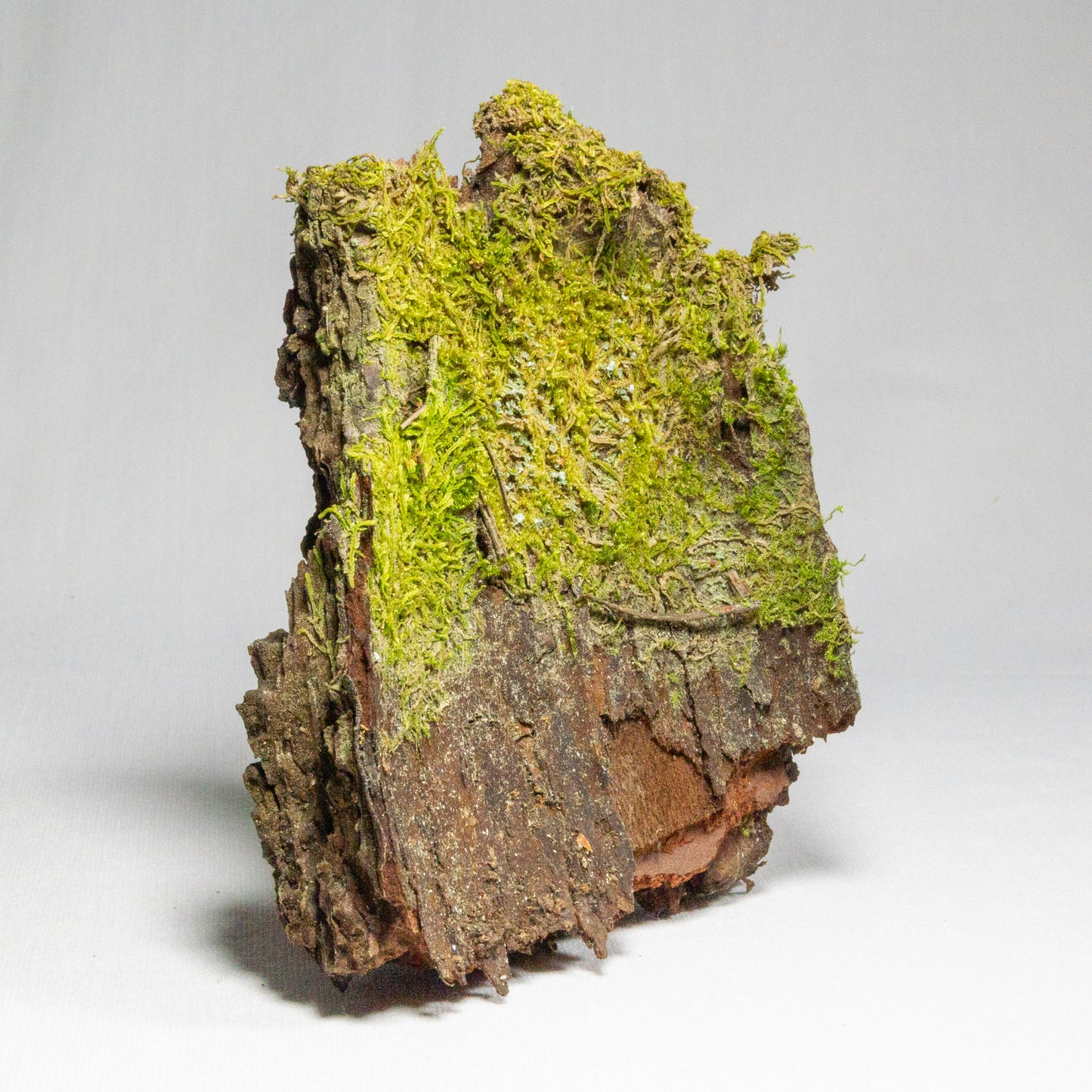 #1 - Pine Bark with Moss - 12×10×4 cm