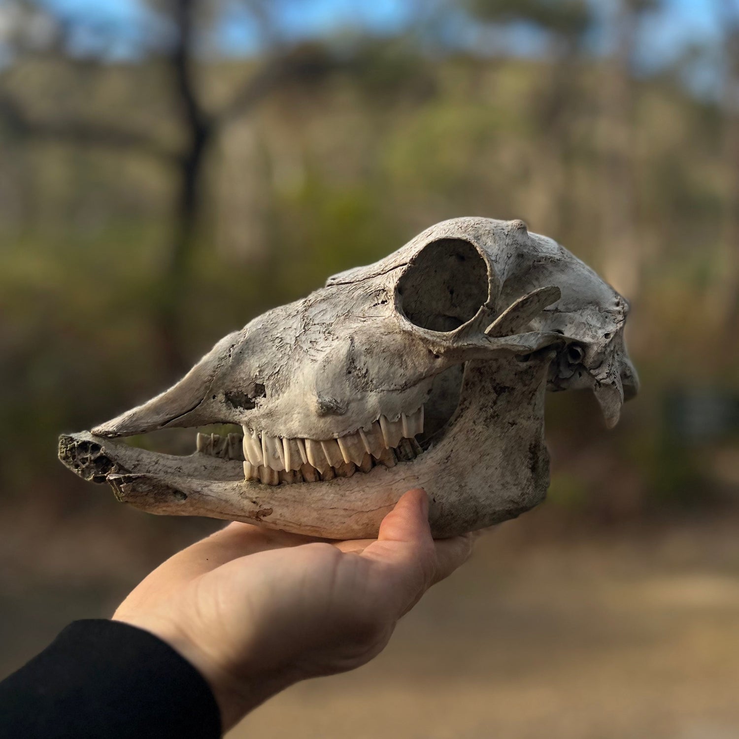 Hand holding a animal skull with a blurred natural background