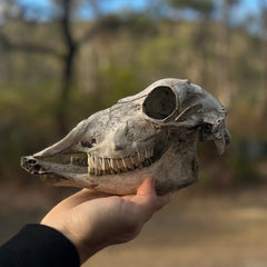 Hand holding a animal skull with a blurred natural background