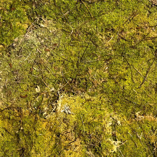 Clearance Live Moss