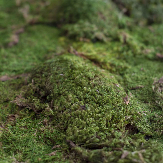 Preserved Mood Moss 110g