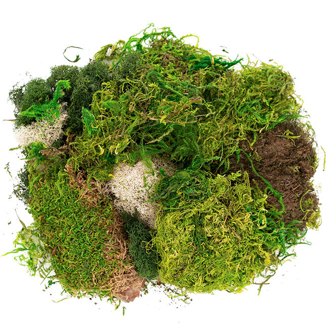 Delaware Preserved Moss and Lichen Mix Bag 55gm Bag