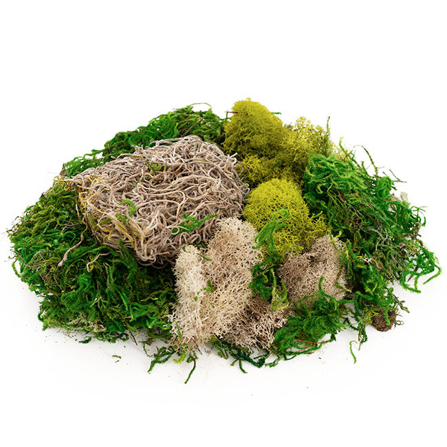 Carolina Preserved Moss and Lichen Mix Bag 55gm Bag