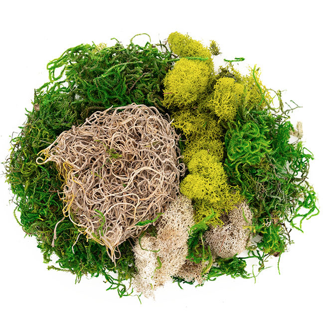 Carolina Preserved Moss and Lichen Mix Bag 55gm Bag