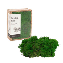 Preserved Reindeer Moss Nature Green