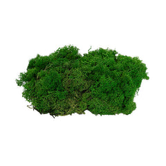 Preserved Reindeer Moss Nature Green