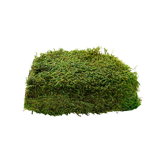 Preserved Flat Moss Box