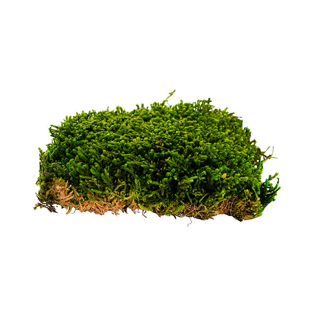 Preserved Long Moss Box
