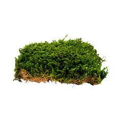 Preserved Long Moss Box